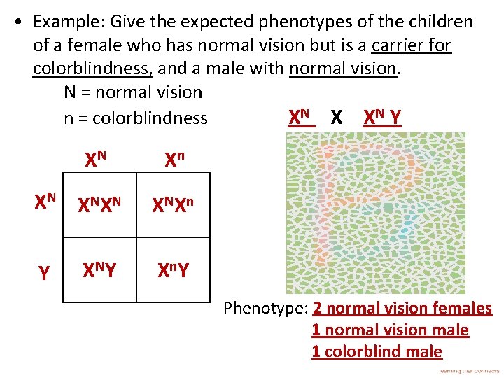  • Example: Give the expected phenotypes of the children of a female who