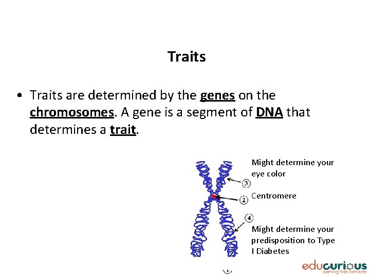Traits • Traits are determined by the genes on the chromosomes. A gene is