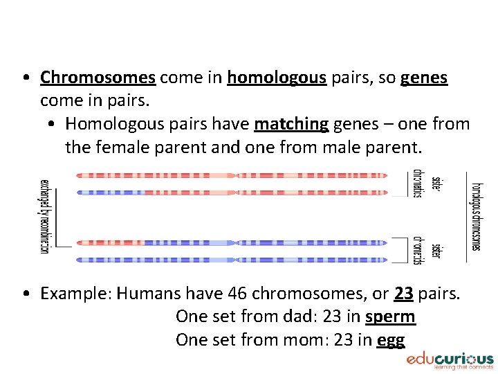  • Chromosomes come in homologous pairs, so genes come in pairs. • Homologous
