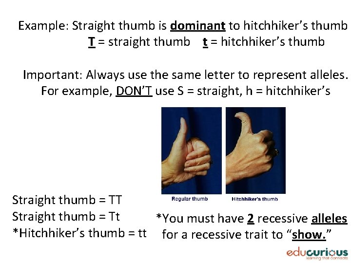 Example: Straight thumb is dominant to hitchhiker’s thumb T = straight thumb t =