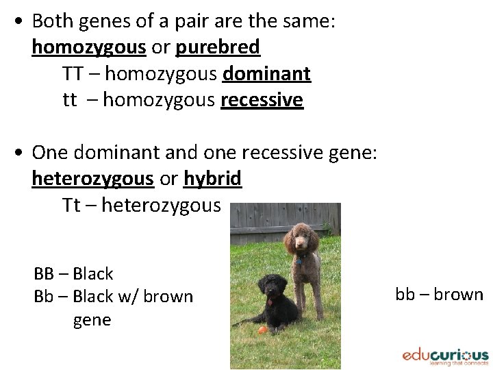  • Both genes of a pair are the same: homozygous or purebred TT