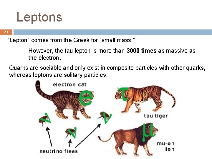 Leptons 23 "Lepton" comes from the Greek for "small mass, " However, the tau