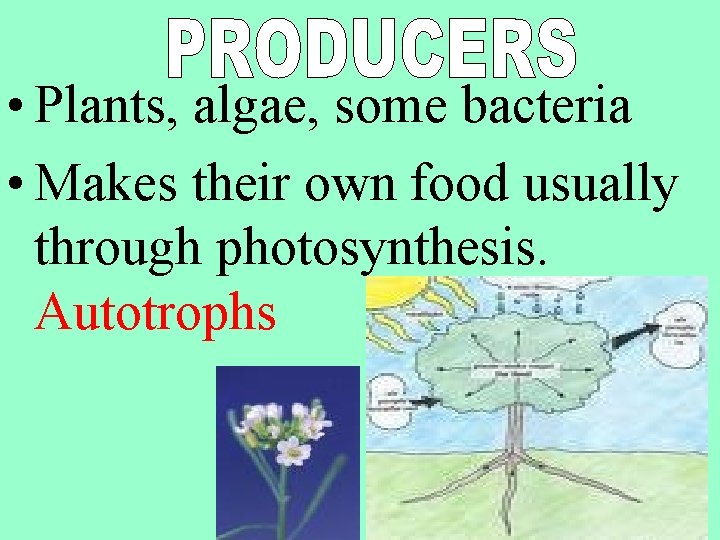  • Plants, algae, some bacteria • Makes their own food usually through photosynthesis.