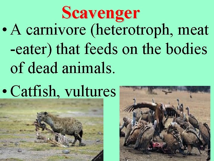 Scavenger • A carnivore (heterotroph, meat -eater) that feeds on the bodies of dead