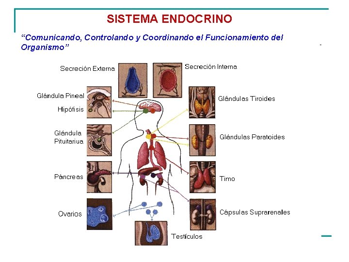 SISTEMA ENDOCRINO “Comunicando, Controlando y Coordinando el Funcionamiento del Organismo” 