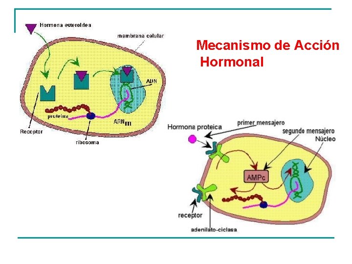 Mecanismo de Acción Hormonal Mecanismo de Acción Hormonal