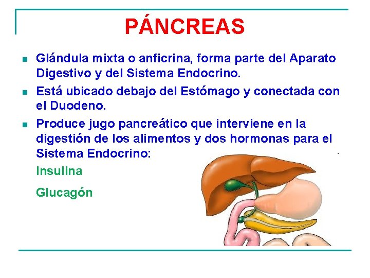 PÁNCREAS Glándula mixta o anficrina, forma parte del Aparato Digestivo y del Sistema Endocrino.