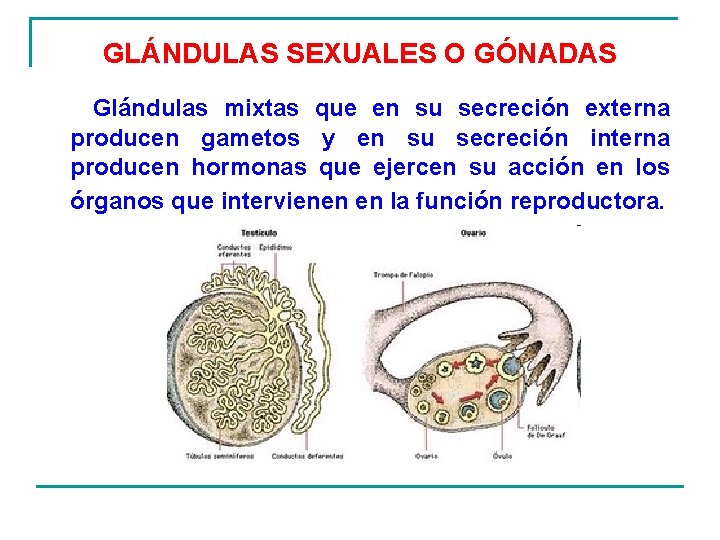 GLÁNDULAS SEXUALES O GÓNADAS Glándulas mixtas que en su secreción externa producen gametos y