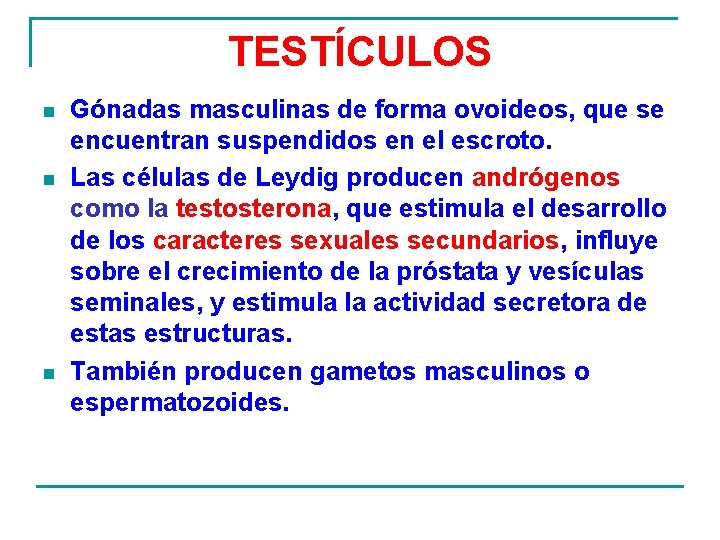 TESTÍCULOS n n n Gónadas masculinas de forma ovoideos, que se encuentran suspendidos en