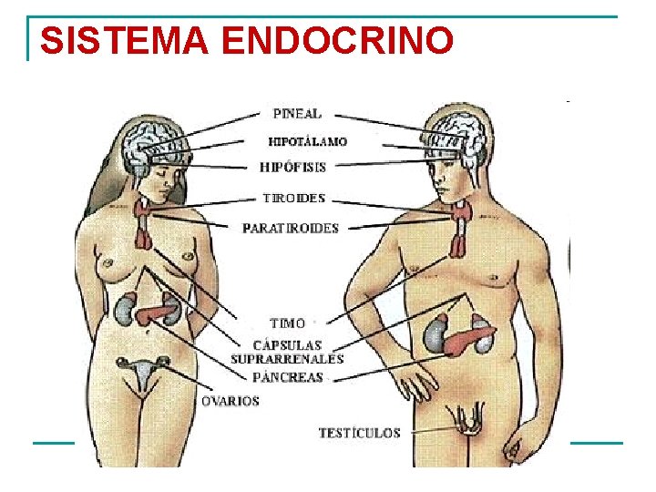 SISTEMA ENDOCRINO 