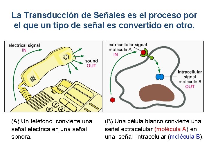 La Transducción de Señales es el proceso por el que un tipo de señal