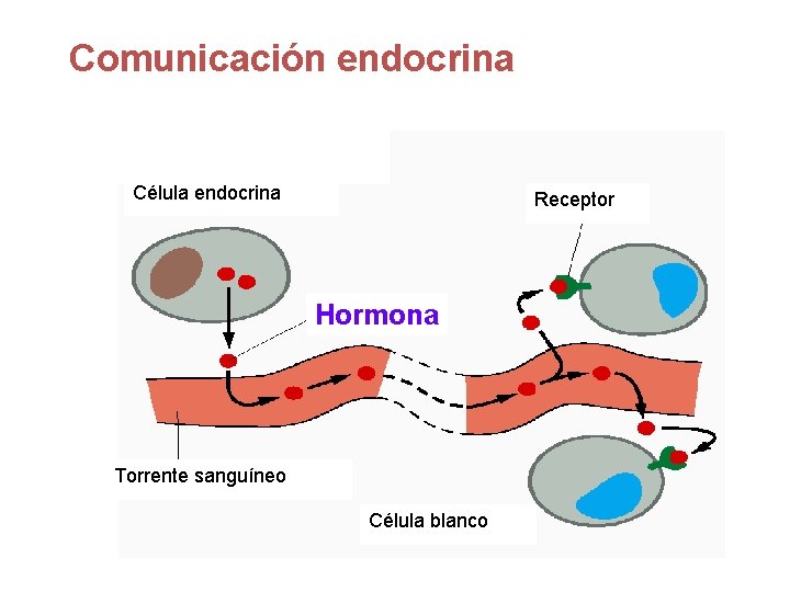Comunicación endocrina Célula endocrina Receptor Hormona Torrente sanguíneo Célula blanco 