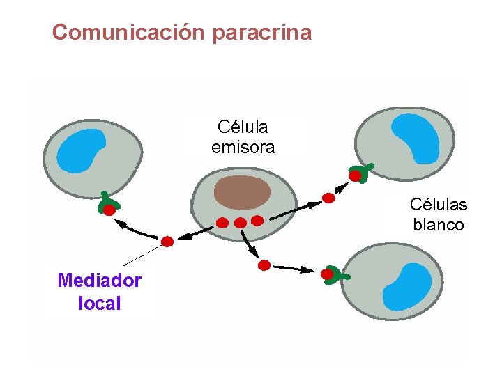 Comunicación paracrina Célula emisora Células blanco Mediador local 