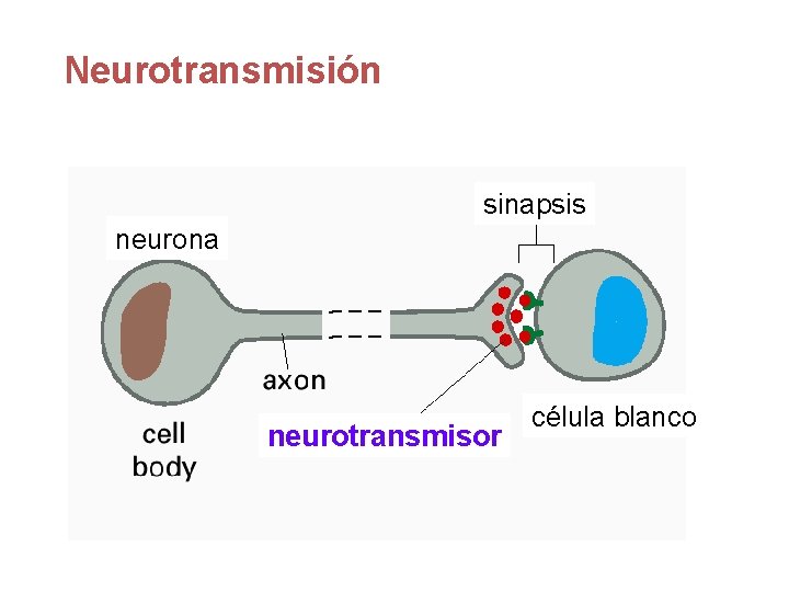 Neurotransmisión sinapsis neurona neurotransmisor célula blanco 
