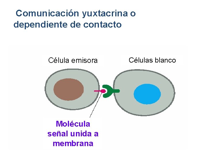 Comunicación yuxtacrina o dependiente de contacto Célula emisora Molécula señal unida a membrana Células