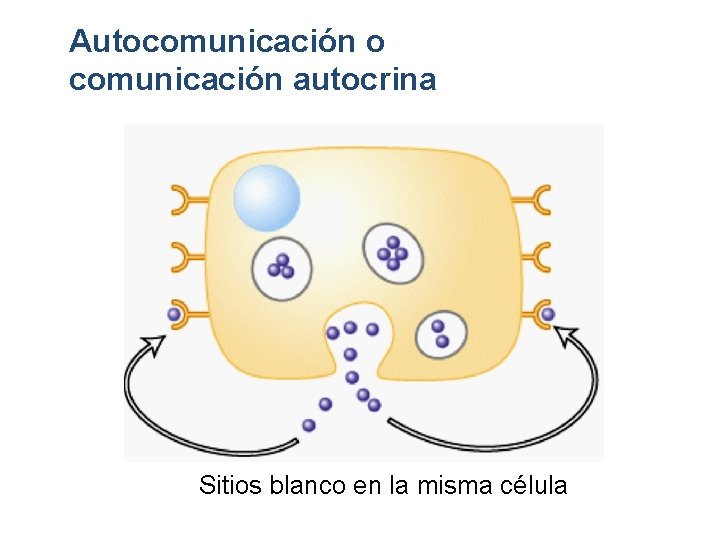 Autocomunicación o comunicación autocrina Sitios blanco en la misma célula 