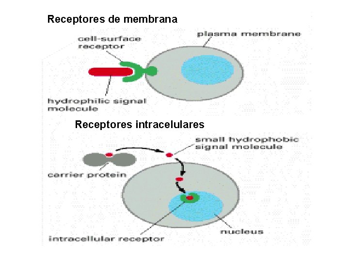 Receptores de membrana Receptores intracelulares 