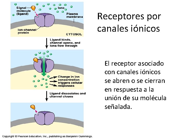 Receptores por canales iónicos El receptor asociado con canales iónicos se abren o se