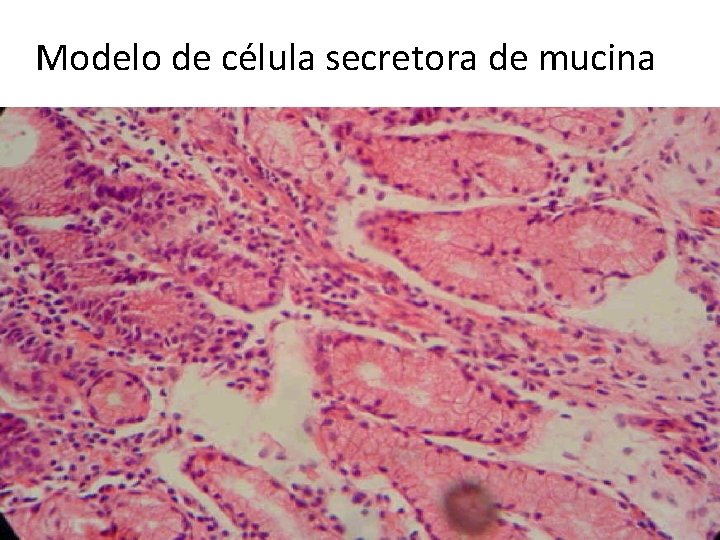 Modelo de célula secretora de mucina 