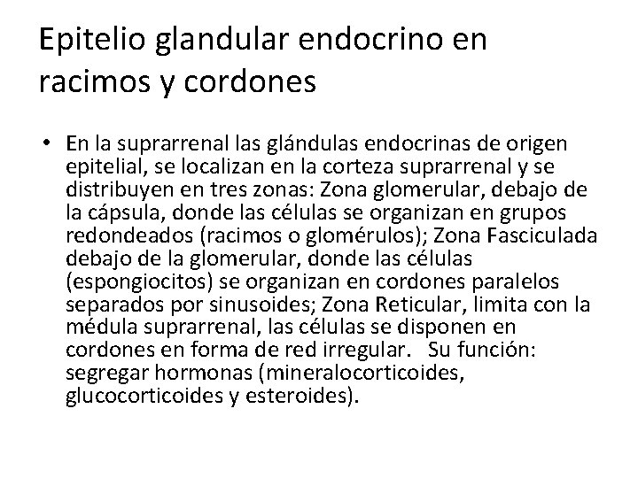 Epitelio glandular endocrino en racimos y cordones • En la suprarrenal las glándulas endocrinas