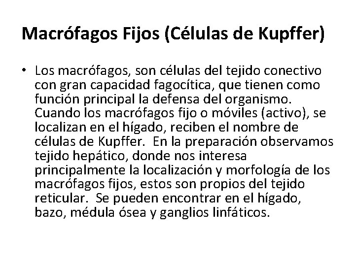 Macrófagos Fijos (Células de Kupffer) • Los macrófagos, son células del tejido conectivo con