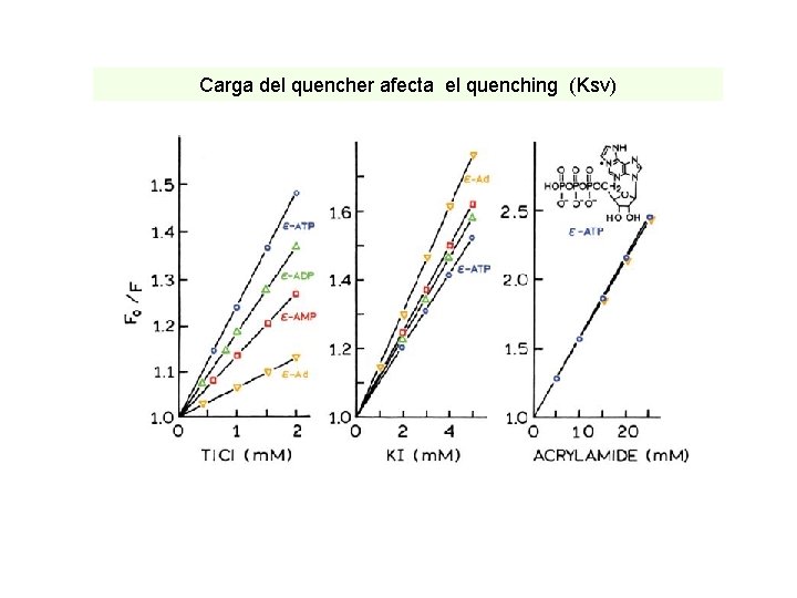 Carga del quencher afecta el quenching (Ksv) 