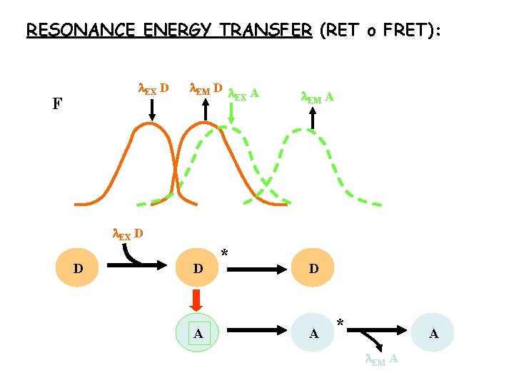 RESONANCE ENERGY TRANSFER (RET o FRET): EX D F EM D A EX EM