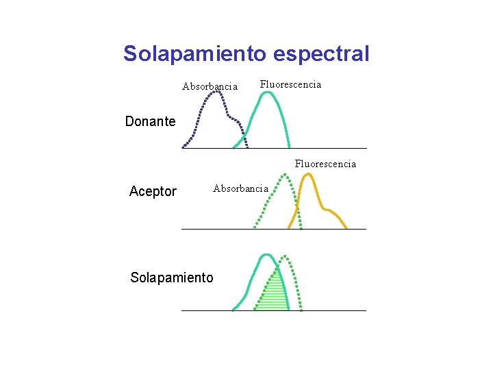 Solapamiento espectral Absorbancia Fluorescencia Donante Fluorescencia Aceptor Absorbancia Solapamiento 