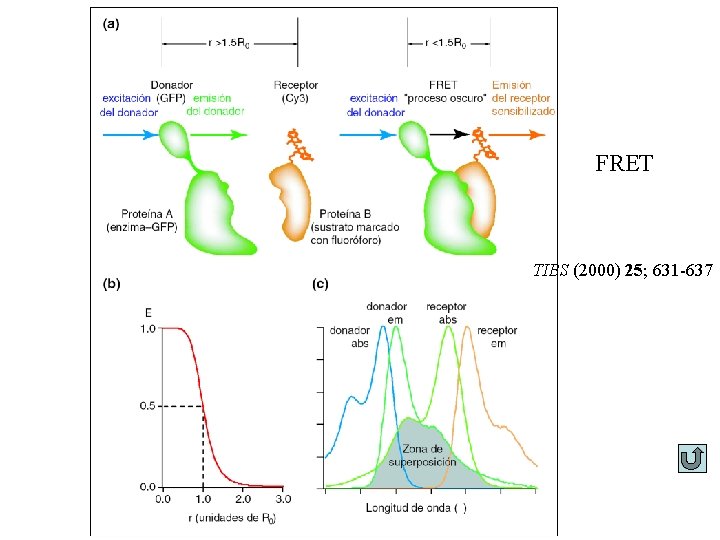 FRET TIBS (2000) 25; 631 -637 