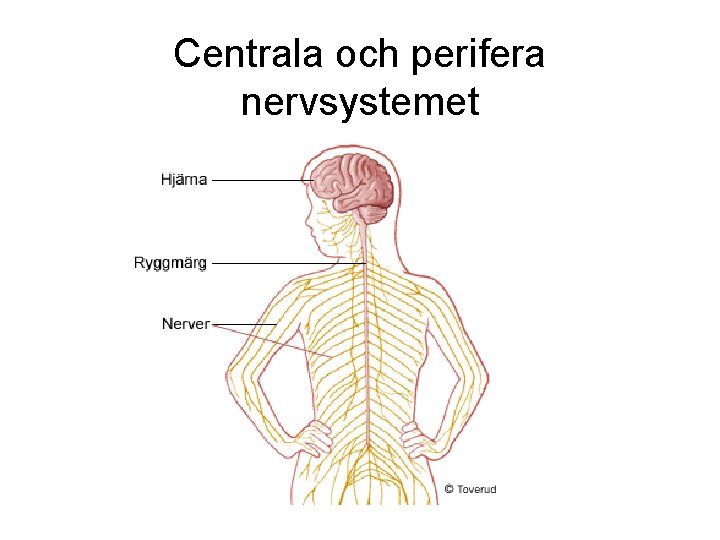 Centrala och perifera nervsystemet 