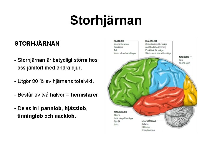 Storhjärnan STORHJÄRNAN - Storhjärnan är betydligt större hos oss jämfört med andra djur. -