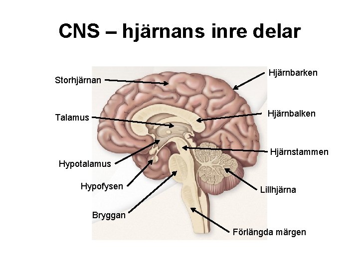 CNS – hjärnans inre delar Storhjärnan Hjärnbarken Hjärnbalken Talamus Hjärnstammen Hypotalamus Hypofysen Lillhjärna Bryggan