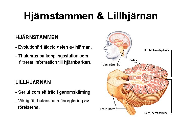 Hjärnstammen & Lillhjärnan HJÄRNSTAMMEN - Evolutionärt äldsta delen av hjärnan. - Thalamus omkopplingsstation som