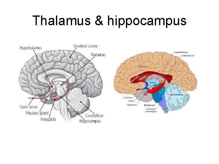 Thalamus & hippocampus 