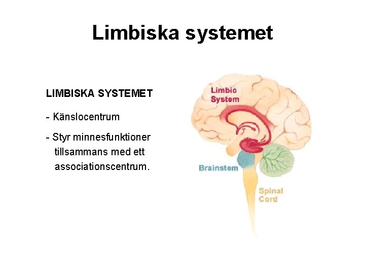 Limbiska systemet LIMBISKA SYSTEMET - Känslocentrum - Styr minnesfunktioner tillsammans med ett associationscentrum. 