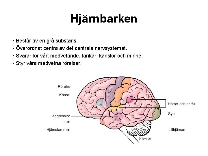 Hjärnbarken • Består av en grå substans. • Överordnat centra av det centrala nervsystemet.