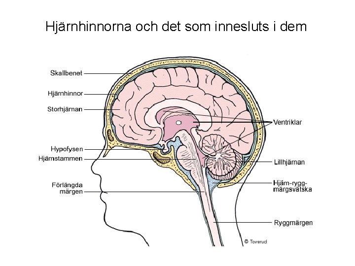 Hjärnhinnorna och det som innesluts i dem 