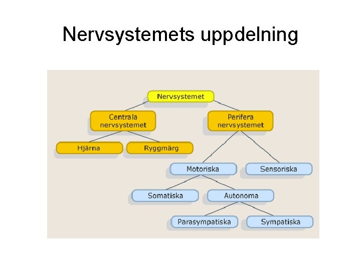 Nervsystemets uppdelning 