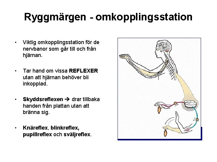 Ryggmärgen - omkopplingsstation • Viktig omkopplingsstation för de nervbanor som går till och från