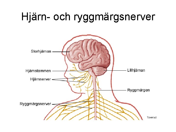 Hjärn- och ryggmärgsnerver 