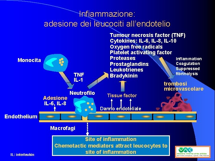 Infiammazione: adesione dei leucociti all’endotelio Monocita TNF IL-1 Adesione IL-6, IL-8 Neutrofilo Tumour necrosis