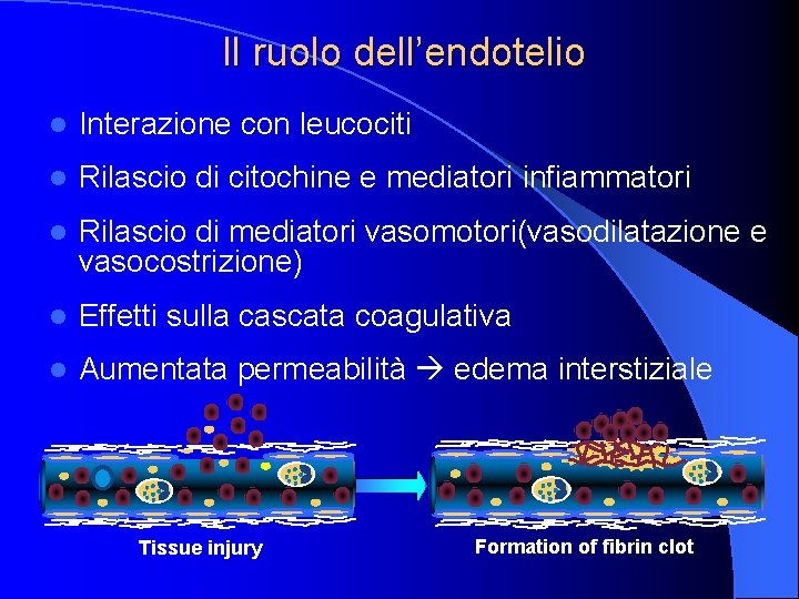 Il ruolo dell’endotelio l Interazione con leucociti l Rilascio di citochine e mediatori infiammatori