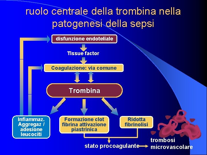 ruolo centrale della trombina nella patogenesi della sepsi disfunzione endoteliale Tissue factor Coagulazione: via