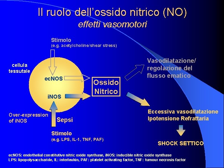 Il ruolo dell’ossido nitrico (NO) effetti vasomotori Stimolo (e. g. acetylcholine/shear stress) cellula tessutale