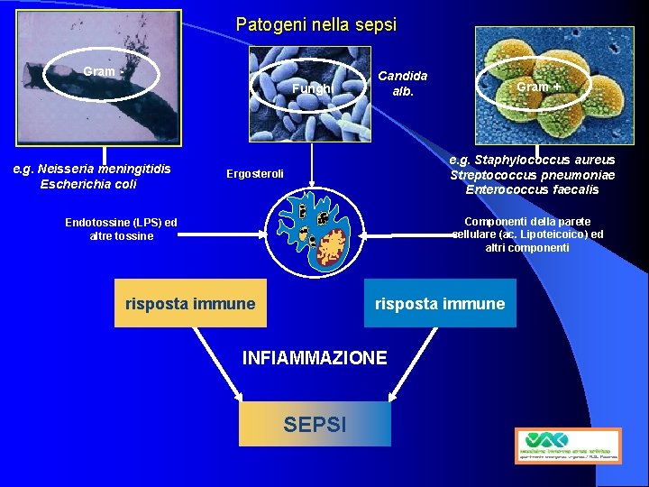 Patogeni nella sepsi Gram Funghi e. g. Neisseria meningitidis Escherichia coli Candida alb. Gram