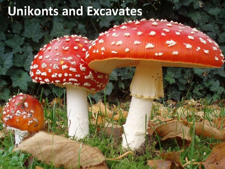 Unikonts and Excavates 