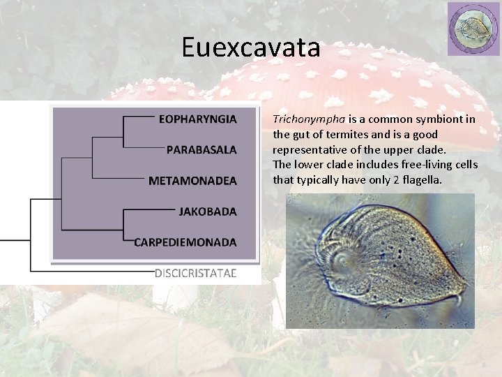 Euexcavata Trichonympha is a common symbiont in the gut of termites and is a
