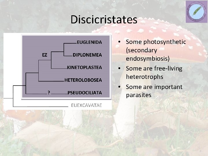Discicristates • Some photosynthetic (secondary endosymbiosis) • Some are free-living heterotrophs • Some are