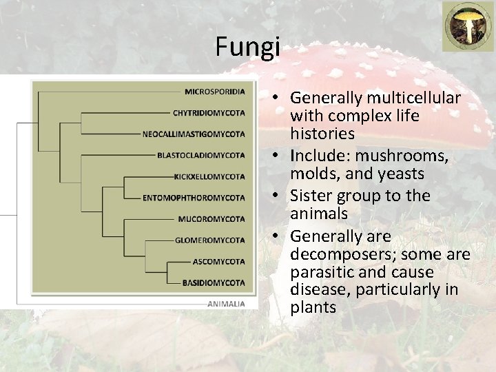 Fungi • Generally multicellular with complex life histories • Include: mushrooms, molds, and yeasts