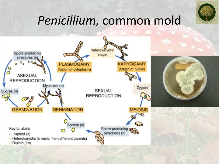Penicillium, common mold 